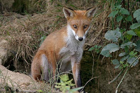 Fox guarding the entrance to their den.