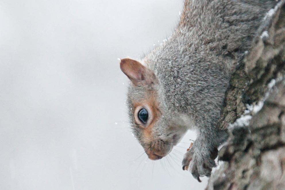 A grey squirrel feeding on a tree with snow.