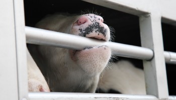 Picture of a cow biting a metal bar while being trapped in bad housing environments
