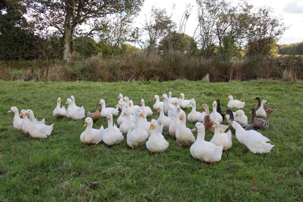 Free-range Pekin ducks in a field on a UK farm. Free-range Pekin ducks in a field on a UK farm.
