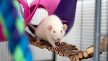 domestic top eared rat in an enriched cage