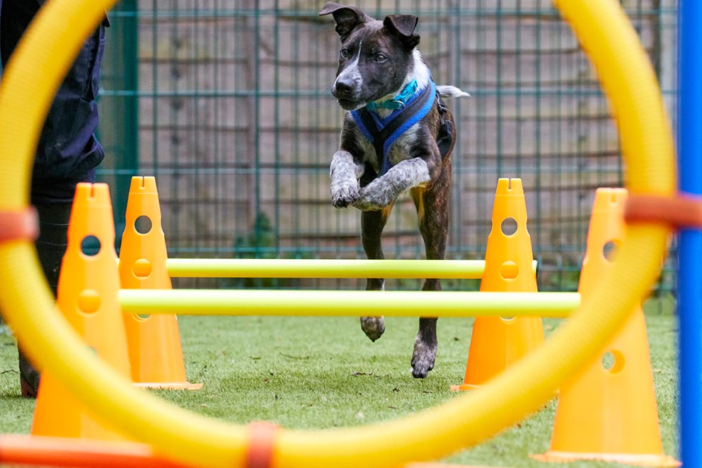 A black dog jumping over an obstacle in a training yard.