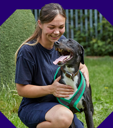 An RSPCA staff member petting a large lurcher cross dog.