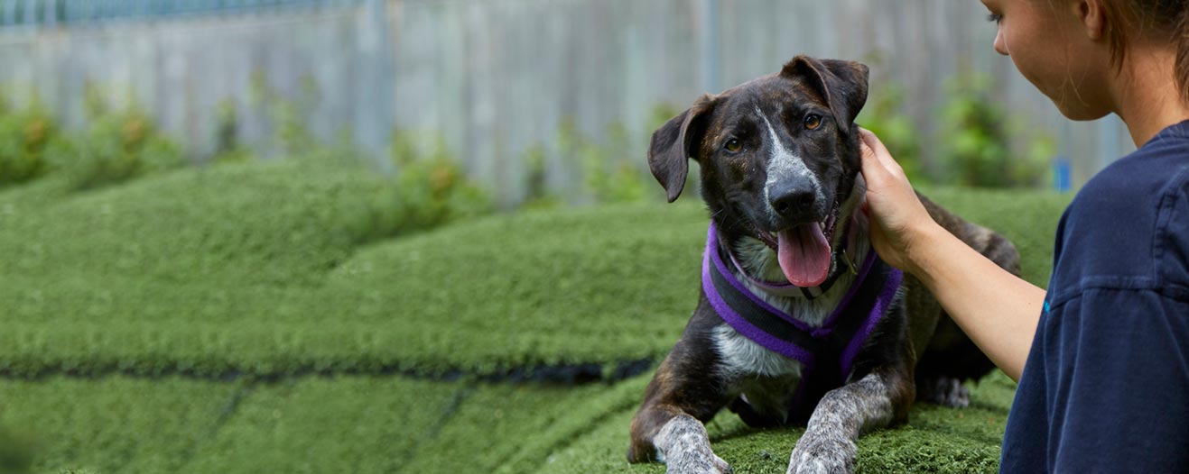 An RSPSCA staff member petting a dog laying down in a training yard.