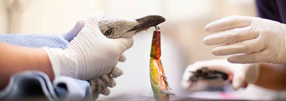 close-up of fishing hook in birds beak