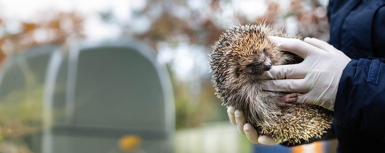 RSPCA worker takes care of a hedgehog