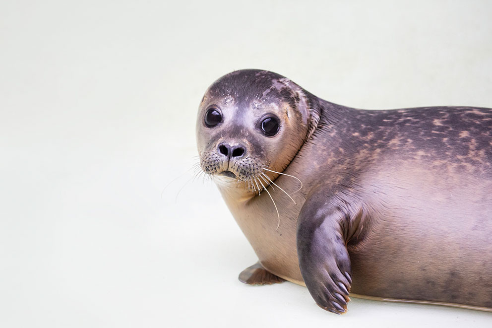 Baby seal posing for a picture, big, dark eyes look directly at the lenses