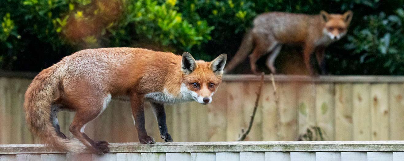 Two foxes walk on top wood, garden fences.