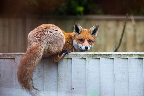 Urban foxe balancing on a garden fence.