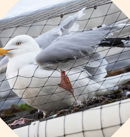 A seagull trapped behind netting used on a roof.