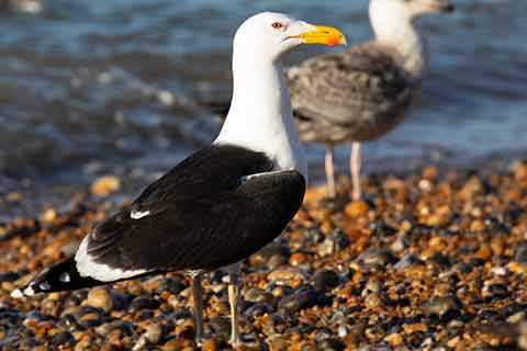 A great black-backed gull on the beach​
