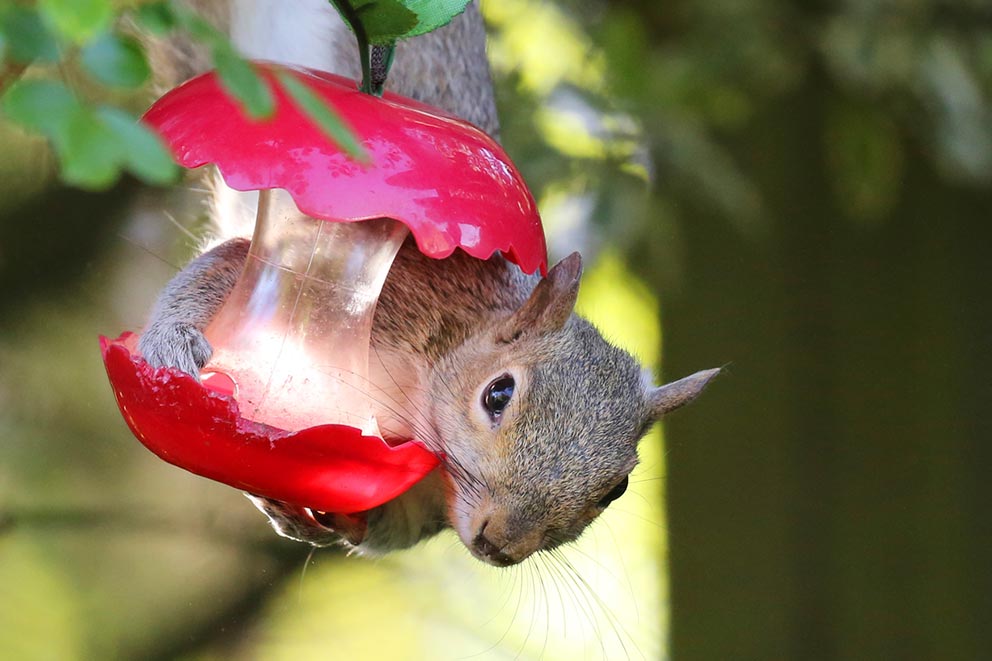 A squirrel in the garden holding onto a bird feeder shaped like an apple core.