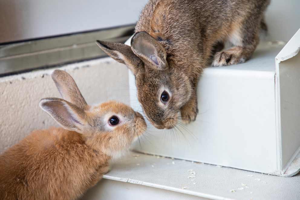 A pair of rabbits greet nose to nose at an RSPCA animal centre