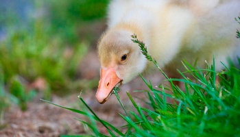 gosling grazing grass