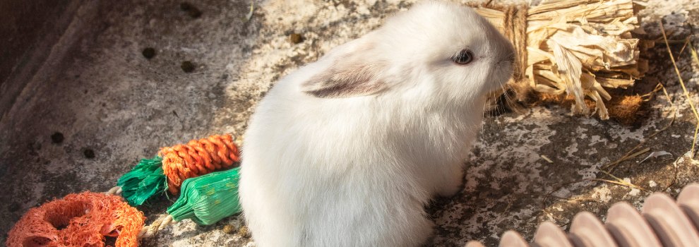 baby rabbit with toys inside © RSPCA