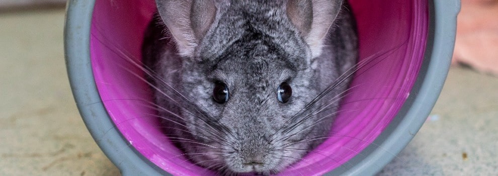chinchilla in play tunnel © RSPCA