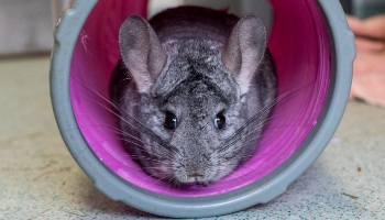 chinchilla in play tunnel