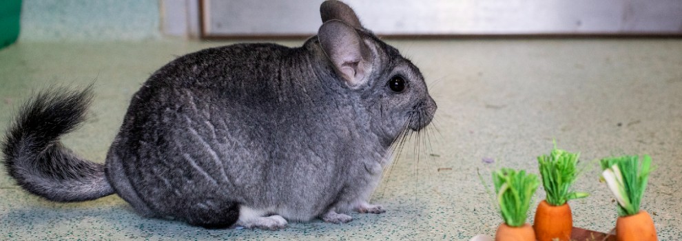 chinchilla on floor next to food treats © RSPCA
