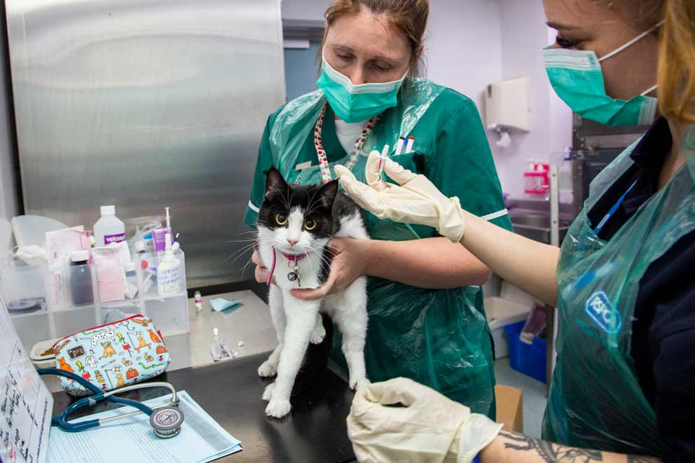 A cat receiving a flea treatment at the vet's.