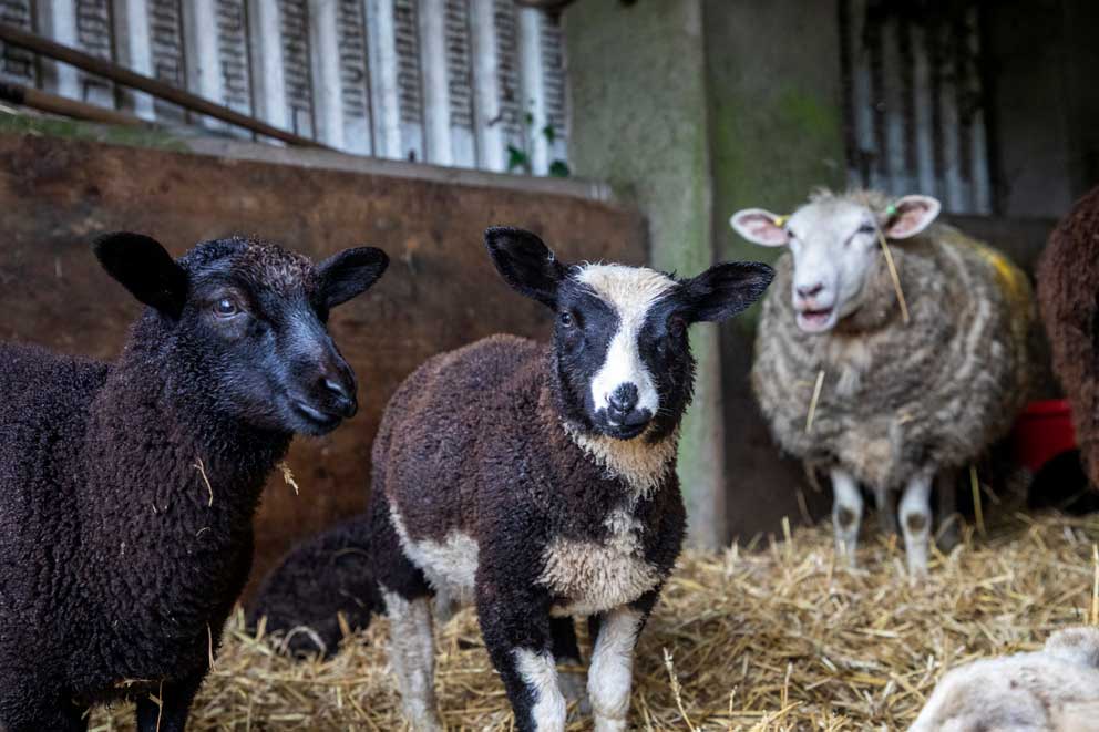 A young lamb on RSPCA Assured Pentwyncoch Isaf farm, located in the Black Mountains, South Wales.