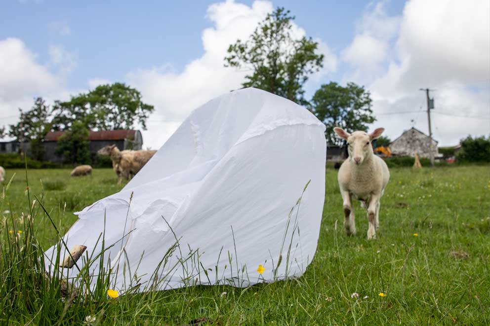 A used sky-lantern in a field near livestock.
