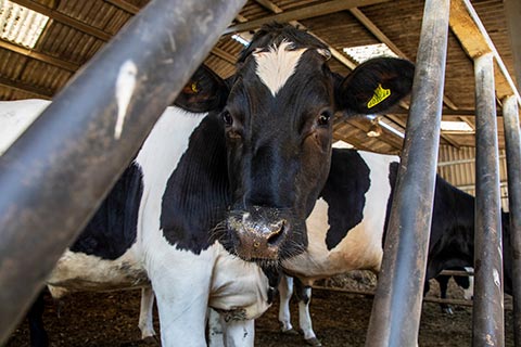 Beef cattle standing in the cow shed looking towards the camera.