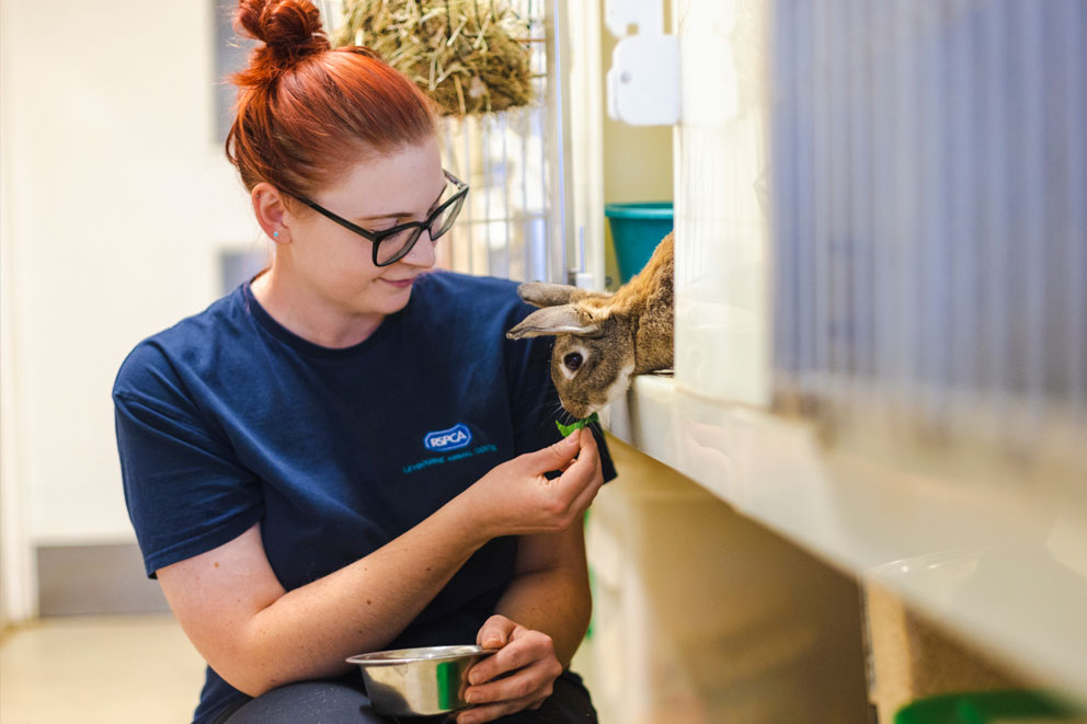 A local RSPCA volunteer feeding a rabbit.