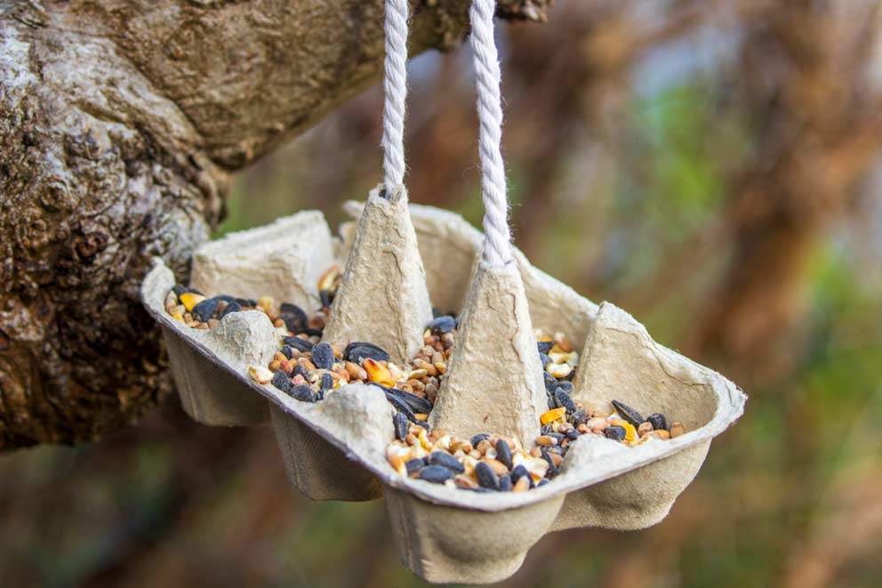 Hanging bird feeder made from a recycled egg carton filled with seeds, suspended by white rope from a tree branch.