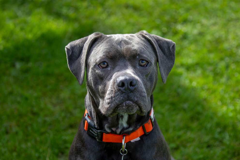 A black Cane Corso American bulldog XL cross named Fendi at West Hatch animal centre.