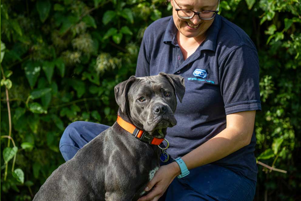 A Cane Corso cross breed dog with a smiling animal care assistant outside.