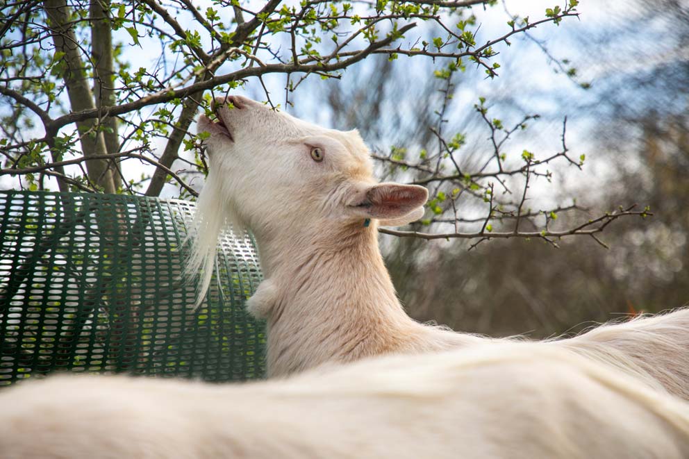 A white goat reaching up to eat from a branch.