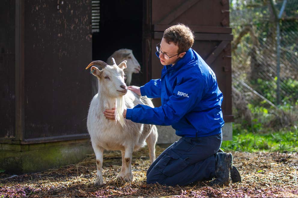 Animal Care Assistant Hayden Dearling stroking a goat at West Hatch Animal Centre.