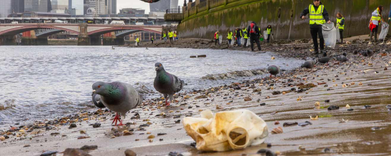 Pigeons feeding at the edge of the water with a discarded plastic bottle and the group of volunteer litter pickers in the background.