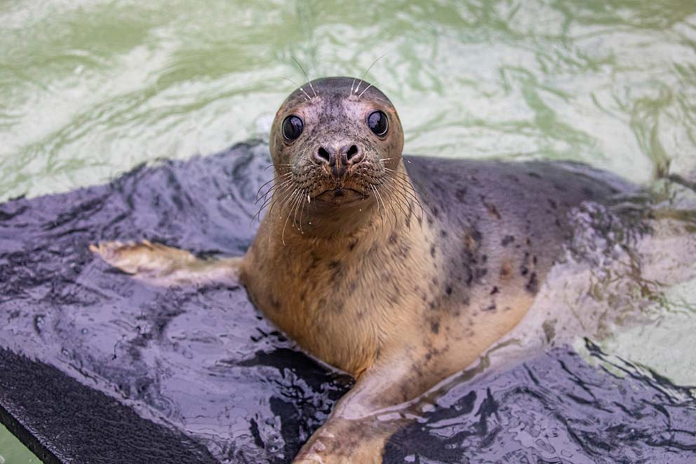 seal laying in water looking directly at the camera