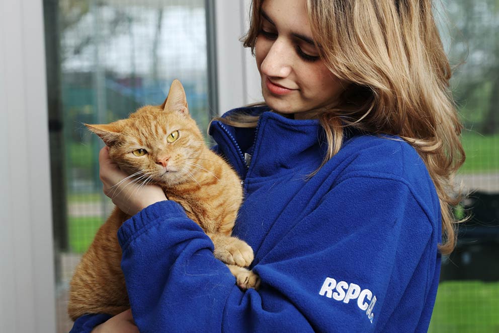 An RSPCA animal care assistant stroking a ginger cat.