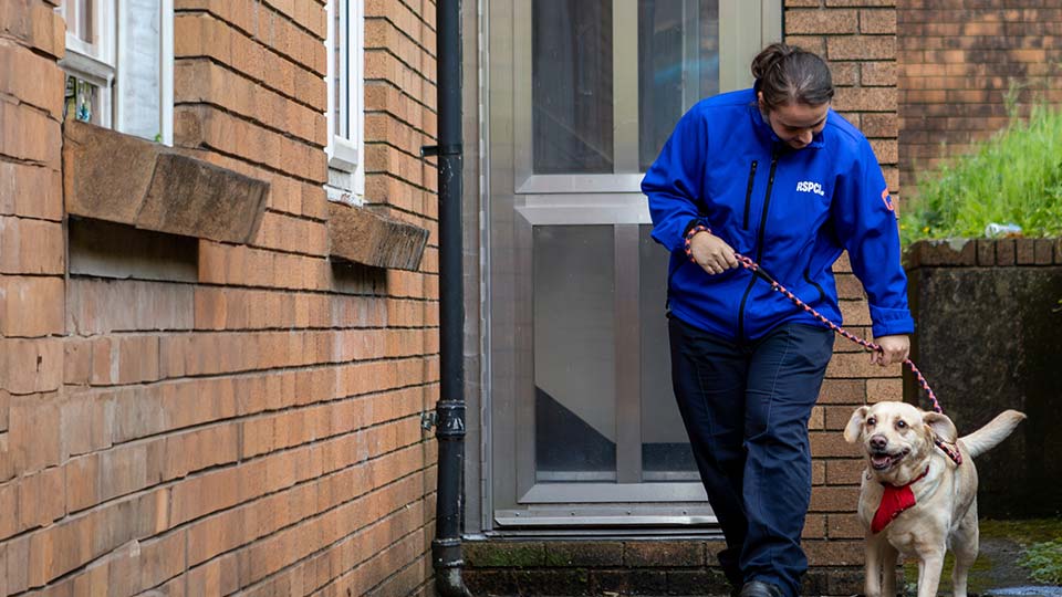 RSPCA worker walks a happy dog on a lead