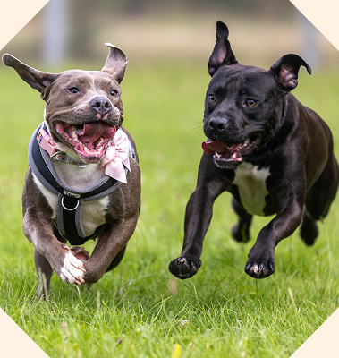 Poppy, a staffy cross breed dog running alongside another staffy cross breed dog.