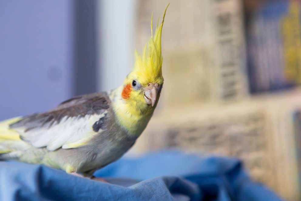 A one-year-old Cockatiel sitting on a sheet inside his bird enclosure.