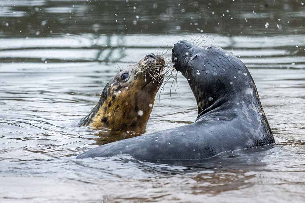 Two seals play in the water