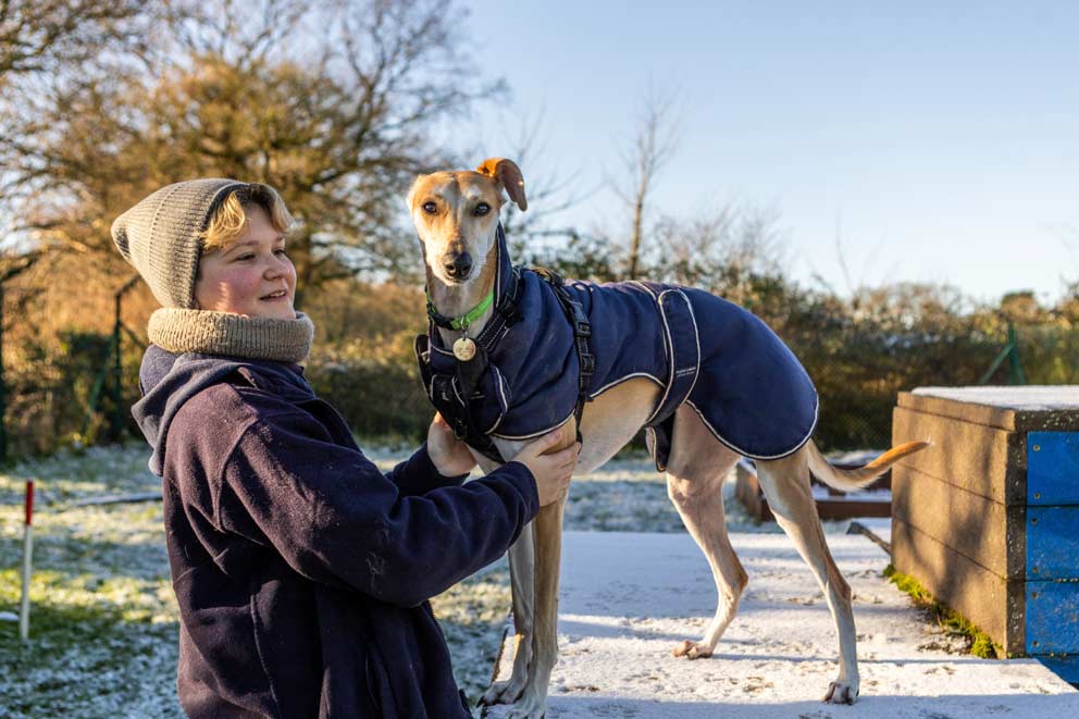 A Saluki-Cross dog wearing a coat and standing in the snow with her owner.
