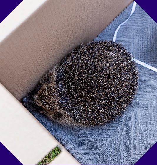 A hedgehog inside the corner of a cardboard box.