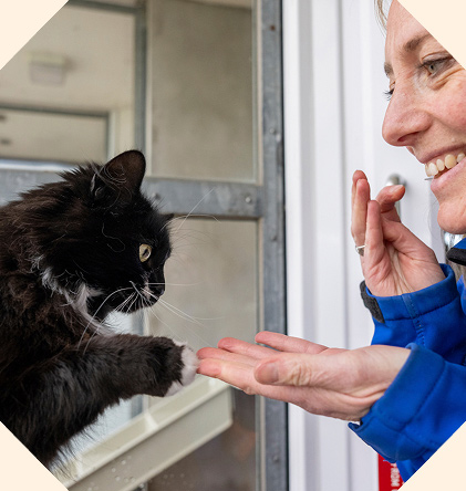 An RSPCA volunteer playing with a cat touching their paw with their hand.