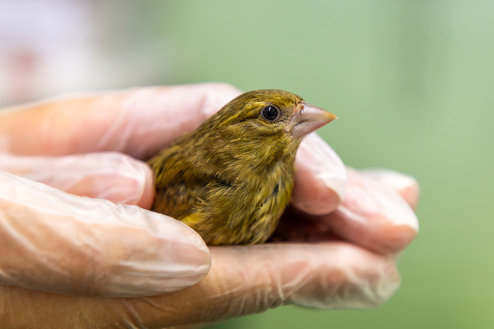 A small finch type bird sitting in a pair of hands wearing clear white medical gloves.