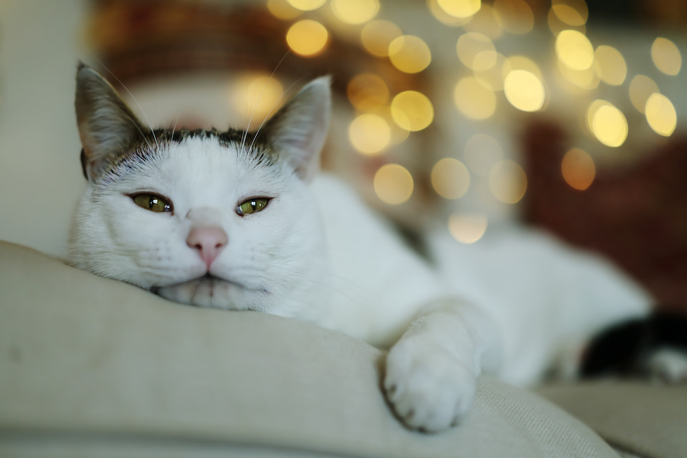Boris, a white cat with brown patches relaxing and laying down on a white sideboard.