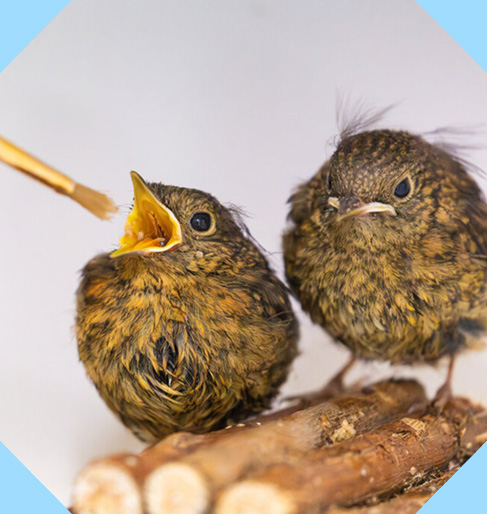 A pair of juvenile birds sitting on a toy twig house.