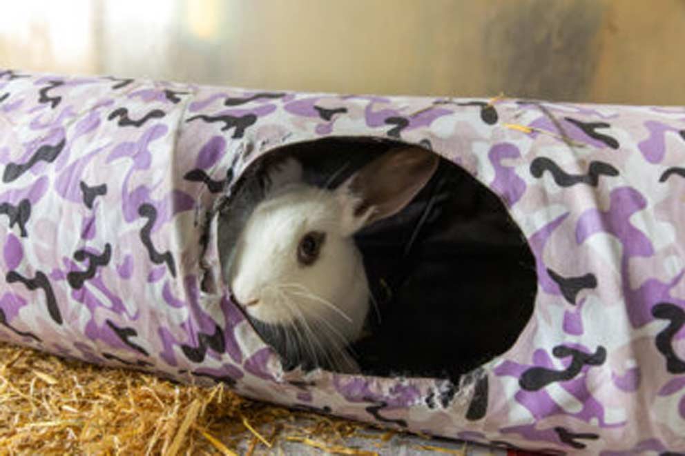 Rabbit inside a play tunnel.