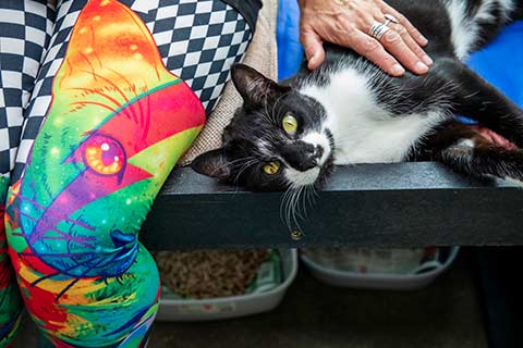 A black and white cat being stroked by an RSPCA volunteer visiting a rescued cat at an animal centre.