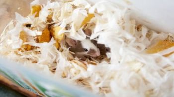 mouse burrowed down in the middle of bedding material © RSPCA