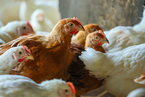 A brood of chickens grouped together.