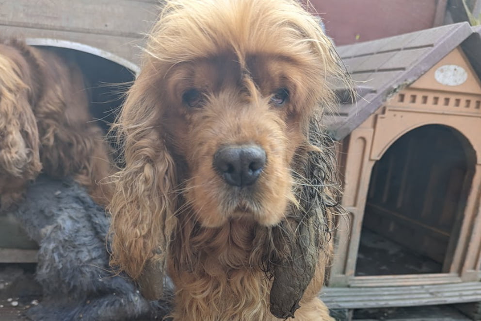 Betty, a golden cocker spaniel cross. Her ears are infected and matted and she looks dirty and sad.